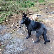 Blanding af racer Diego