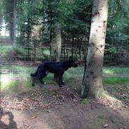 Blanding af racer Diego