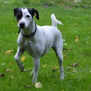 Dansk svensk gaardhund Sniffer [Bedste ven]