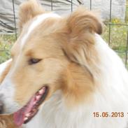 Collie langhåret Geena
