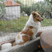 Collie langhåret Geena