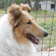 Collie langhåret Geena