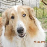 Collie langhåret Geena