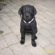 Labrador retriever addi