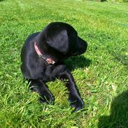 Labrador retriever addi