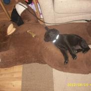 Labrador retriever addi