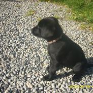 Labrador retriever addi