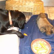 Labrador retriever addi