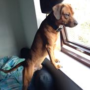 Blanding af racer Simba