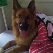 Schæferhund Basse