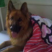 Schæferhund Basse