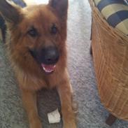 Schæferhund Basse