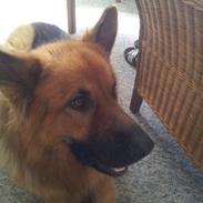Schæferhund Basse