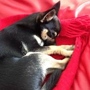 Blanding af racer Maddie