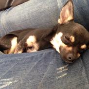 Blanding af racer Maddie