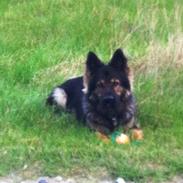 Schæferhund Alt Deutsche ZUKI von Kaos