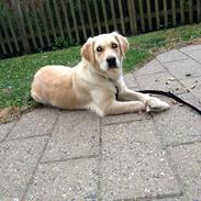 Golden retriever Bella