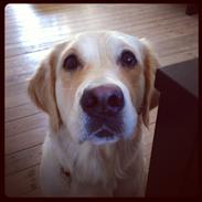 Golden retriever Bella