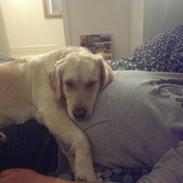 Golden retriever Bella