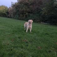 Golden retriever Bella