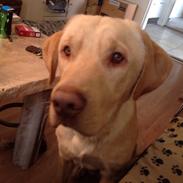 Blanding af racer Jason