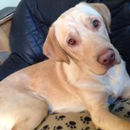 Blanding af racer Jason