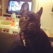 Fransk bulldog Vita