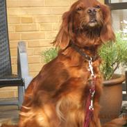 Irsk setter Thea