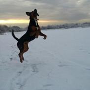 Blanding af racer Bonzo