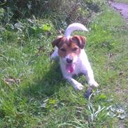 Jack russell terrier Thor