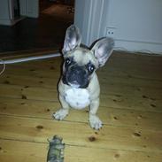 Fransk bulldog knægten