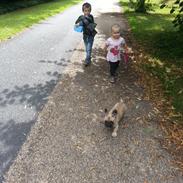 Fransk bulldog knægten