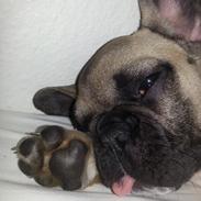 Fransk bulldog knægten