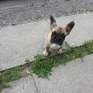 Fransk bulldog knægten