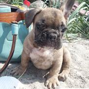 Fransk bulldog knægten