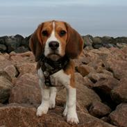 Beagle Sigurd