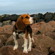 Beagle Sigurd