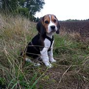 Beagle Sigurd