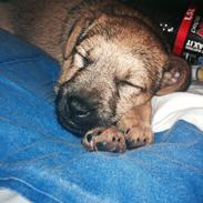 Blanding af racer - Nalah