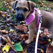 Blanding af racer - Nalah