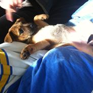 Blanding af racer - Nalah