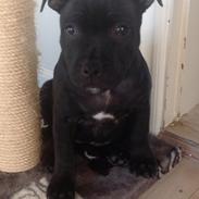 Staffordshire bull terrier Abby