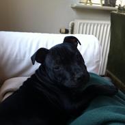 Staffordshire bull terrier Abby