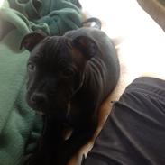 Staffordshire bull terrier Abby