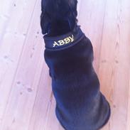Staffordshire bull terrier Abby