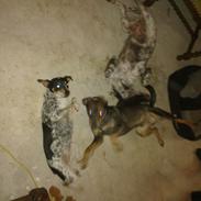 Østrigsk pinscher Max