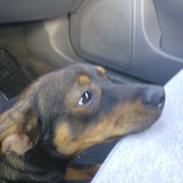 Østrigsk pinscher Max
