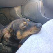 Østrigsk pinscher Max