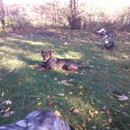 Østrigsk pinscher Max
