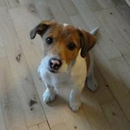 Jack russell terrier Thor